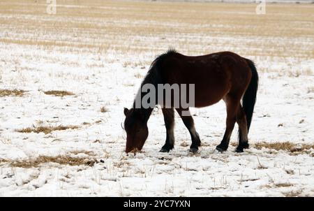 HAMI, CHINE - 20 OCTOBRE 2024 - de fortes chutes de neige apportées par un fort air froid tombent sur le versant nord de la montagne Tianshan à Hami, dans la province du Xinjiang, en Chine Banque D'Images