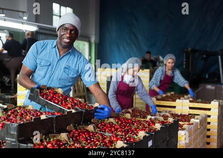 Jardinier posant avec des boîtes à la cerise à la fabrication agricole Banque D'Images