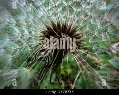 À l'intérieur d'une fleur de pissenlit Banque D'Images