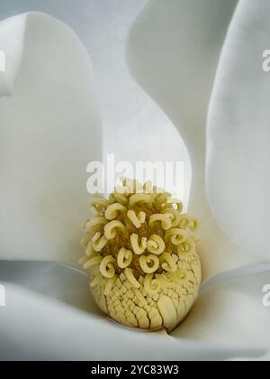 Un coeur floral - Magnolia du Sud Banque D'Images