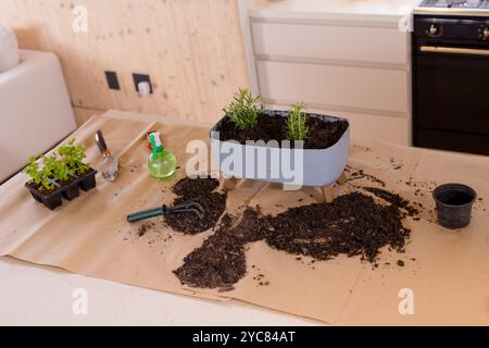 Planter des herbes à la maison avec des outils de jardinage et de la terre sur le comptoir de cuisine Banque D'Images