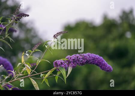 Belles fleurs violettes d'un Buddleja davidii ou buisson de papillons en été, gros plan Banque D'Images