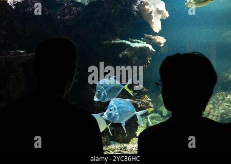 Francfort, Hesse, Allemagne. 21 octobre 2024. Un couple regarde des poissons dans un aquarium au zoo de Francfort, en Allemagne. (Crédit image : © Matias Basualdo/ZUMA Press Wire) USAGE ÉDITORIAL SEULEMENT! Non destiné à UN USAGE commercial ! Banque D'Images