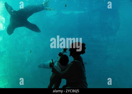 Francfort, Hesse, Allemagne. 21 octobre 2024. Un bébé regarde les phoques dans un aquarium du zoo de Francfort, en Allemagne. (Crédit image : © Matias Basualdo/ZUMA Press Wire) USAGE ÉDITORIAL SEULEMENT! Non destiné à UN USAGE commercial ! Banque D'Images