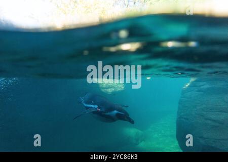 Francfort, Hesse, Allemagne. 21 octobre 2024. Les pingouins nagent dans un aquarium au zoo de Francfort, en Allemagne. (Crédit image : © Matias Basualdo/ZUMA Press Wire) USAGE ÉDITORIAL SEULEMENT! Non destiné à UN USAGE commercial ! Banque D'Images