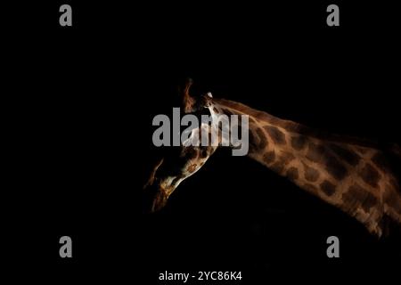 Francfort, Hesse, Allemagne. 21 octobre 2024. Une girafe est vue sous le dernier rayon de soleil au zoo de Francfort, en Allemagne. (Crédit image : © Matias Basualdo/ZUMA Press Wire) USAGE ÉDITORIAL SEULEMENT! Non destiné à UN USAGE commercial ! Banque D'Images