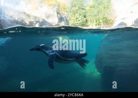 Francfort, Hesse, Allemagne. 21 octobre 2024. Les pingouins nagent dans un aquarium au zoo de Francfort, en Allemagne. (Crédit image : © Matias Basualdo/ZUMA Press Wire) USAGE ÉDITORIAL SEULEMENT! Non destiné à UN USAGE commercial ! Banque D'Images