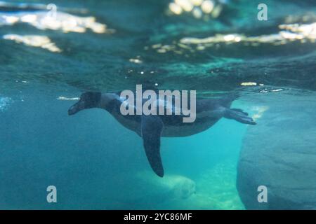 Francfort, Hesse, Allemagne. 21 octobre 2024. Les pingouins nagent dans un aquarium au zoo de Francfort, en Allemagne. (Crédit image : © Matias Basualdo/ZUMA Press Wire) USAGE ÉDITORIAL SEULEMENT! Non destiné à UN USAGE commercial ! Banque D'Images