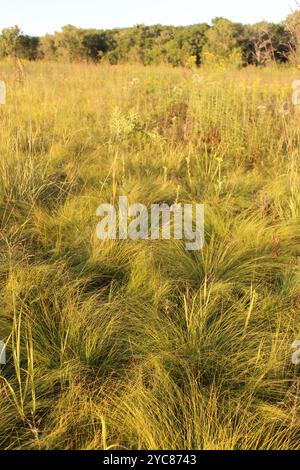 Prairie dropseed en automne à Linne Woods à Morton Grove, Illinois Banque D'Images