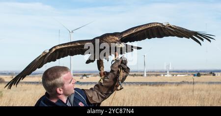 9 février 2016- Andrew Hopkins, gestionnaire d'aigle d'Auburn, détient Nova, (alias War Eagle 7), un aigle doré de 16 ans avant un vol au NWTC. Les aigles de l'Université Auburn, les formateurs et un vétérinaire participent à des recherches pour aider le laboratoire national des énergies renouvelables du Département de l'énergie des États-Unis à développer un radar et des systèmes visuels qui empêchent les impacts d'oiseaux avec des éoliennes. La recherche est un projet de collaboration avec Laufer Wind, Boulder Imaging, RES America, NREL et l'Université d'Auburn. (Photo de DENNIS SCHROEDER / NREL) Voir aussi Eagles participent à la turbine éolienne du Colorado Banque D'Images