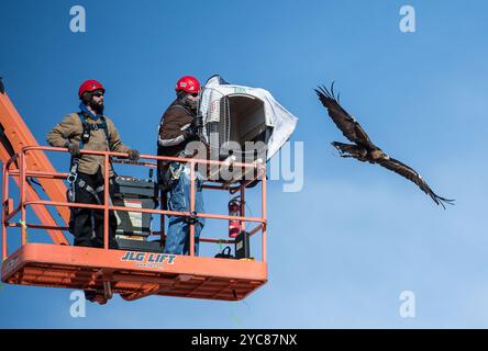 09 février 2016-Jason Roadman, chercheur au NREL, et Seth Oster, vétérinaire, libèrent un aigle doré d'un ascenseur pendant la recherche au National Wind Technology Center les aigles de l'Université Auburn, des entraîneurs et un vétérinaire participent à la recherche pour aider le laboratoire national des énergies renouvelables du Département de l'énergie des États-Unis à développer un radar et des systèmes visuels qui empêchent les impacts d'oiseaux avec des éoliennes. La recherche est un projet de collaboration avec Laufer Wind, RES America, NREL et l'Université d'Auburn. (Photo de DENNIS SCHROEDER / NREL) Voir aussi Eagles participer à Colorado Wind t Banque D'Images