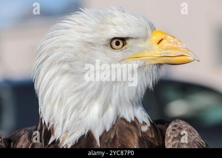 10 février 2016- Spirit, un aigle à tête blanche de 20 ans au National Wind Technology Center. Les aigles de l'Université Auburn, les formateurs et un vétérinaire participent à des recherches pour aider le laboratoire national des énergies renouvelables du Département de l'énergie des États-Unis à développer un radar et des systèmes visuels qui empêchent les impacts d'oiseaux avec des éoliennes. La recherche est un projet de collaboration avec Laufer Wind, RES America, NREL et l'Université d'Auburn. (Photo de Lee Jay Fingersh / NREL) Voir aussi Eagles participe à la recherche sur les éoliennes du Colorado plus de photos du National Renewable Energy Lab (NREL) Banque D'Images