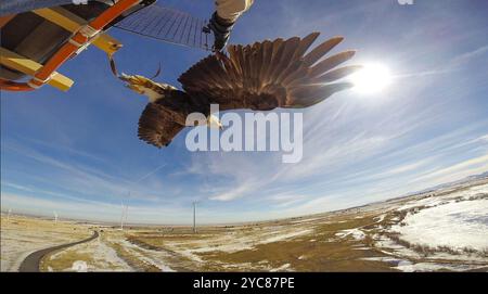 09 février 2016 - Jason Roadman, chercheur au NREL, et Seth Oster, vétérinaire, libèrent un aigle chauve d'un ascenseur pendant la recherche au National Wind Technology Center les aigles de l'Université Auburn, des formateurs et un vétérinaire participent à la recherche pour aider le laboratoire national des énergies renouvelables du Département de l'énergie des États-Unis à développer un radar et des systèmes visuels qui empêchent les impacts d'oiseaux avec des éoliennes. La recherche est un projet de collaboration avec Laufer Wind, RES America, NREL et l'Université d'Auburn. (Photo de DENNIS SCHROEDER et John de la Rosa / NREL) Voir aussi Eagles participent Banque D'Images