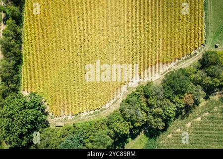 Vue aérienne de haut en bas du champ de tabac dans le centre du Kentucky Banque D'Images
