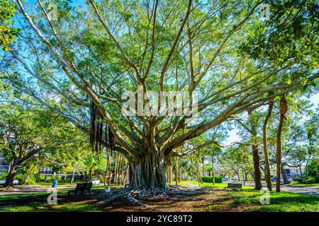 Bel arbre banyan sur le boulevard а à Venise, Floride Banque D'Images