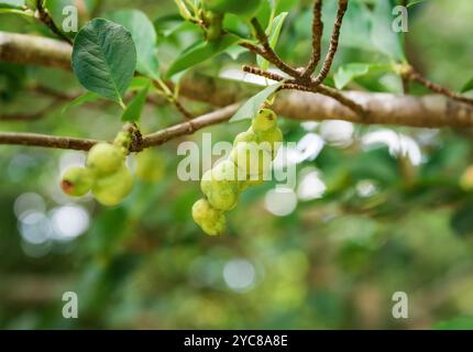 Lobner Magnolia Merrill fruits immatures. Sans fleurs Banque D'Images