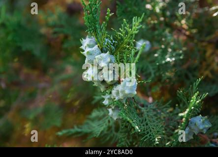 Cônes de graines immatures du biote oriental Platycladus, Platycladus orientalis, également connu sous le nom de thuja chinoise Banque D'Images