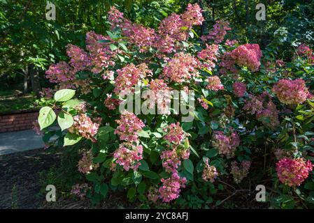 Branche rose d'Hydrangea paniculata poussant en extrême-Orient de la Russie Banque D'Images