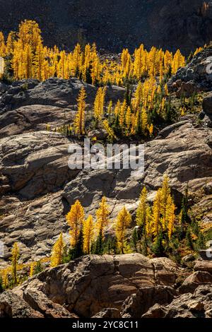 WA25830-05...WASHINGTON - mélèze de l'Ouest poussant dans chaque parcelle de sol disponible sur les pentes rocheuses des montagnes Wenatchee. Banque D'Images