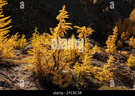 WA25855-00...WASHINGTON - Larch poussant dans un bassin ouvert au-dessous des montagnes Wenatchee de la nature sauvage des lacs alpins. Banque D'Images