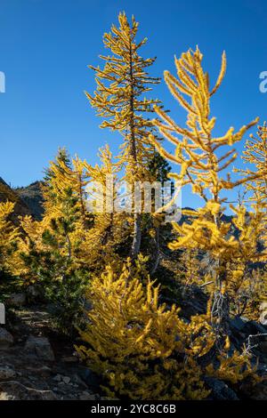 WA25862-00...WASHINGTON - pins et mélèze de l'Ouest en pleine couleur automnale poussant ensemble dans la nature sauvage des lacs alpins. Banque D'Images