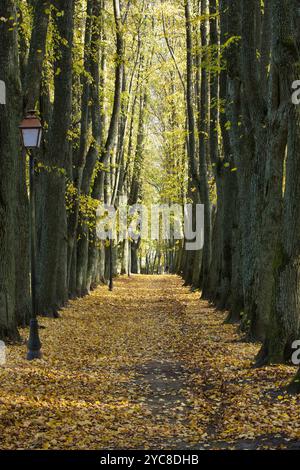 Une belle avenue bordée de grands arbres, tapissée de feuilles dorées, créant une ambiance sereine et paisible parfaite pour une promenade tranquille à l'avant-garde Banque D'Images