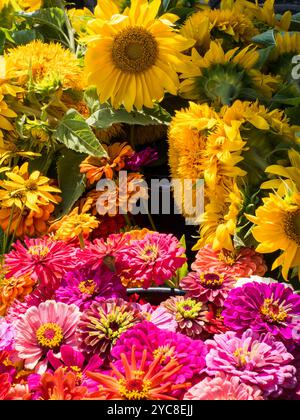 Fleurs d'été assorties pour la vente sur une étagère au marché d'un encadreur Banque D'Images