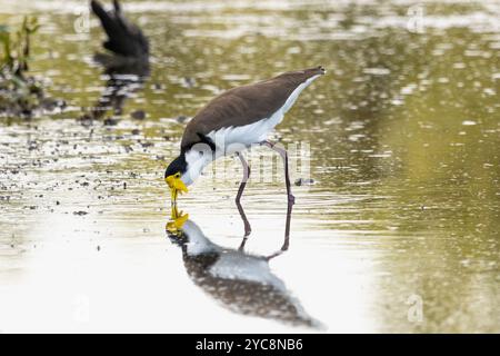 Un lapwing masqué pataugant dans l'eau sur une plage de sable à marée basse Banque D'Images