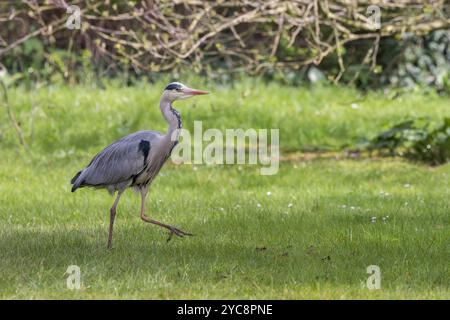 Héron gris [ Ardea cinerea ] marchant sur l'herbe Banque D'Images