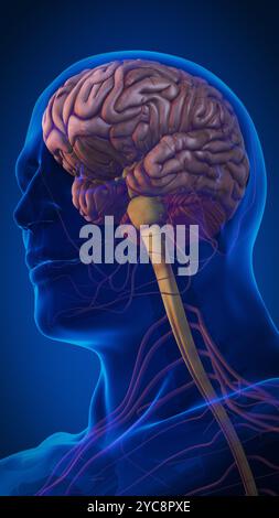 L'hypophyse dans le système nerveux Banque D'Images