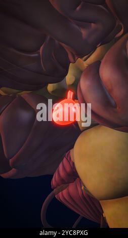 L'hypophyse dans le système nerveux Banque D'Images