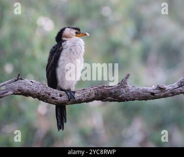 Profil d'un petit pied Cormorant Banque D'Images