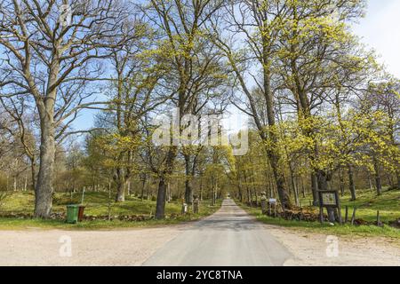 Route de campagne avenue à un parc au printemps Banque D'Images