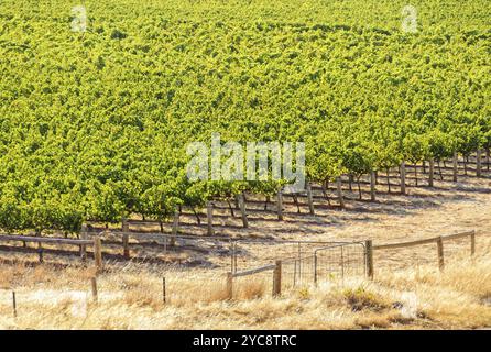 Rangées de vignes dans la Barossa Valley, Australie méridionale, Océanie Banque D'Images