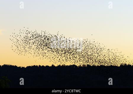 Coucher du soleil avec un grand troupeau de Choucas flying Banque D'Images