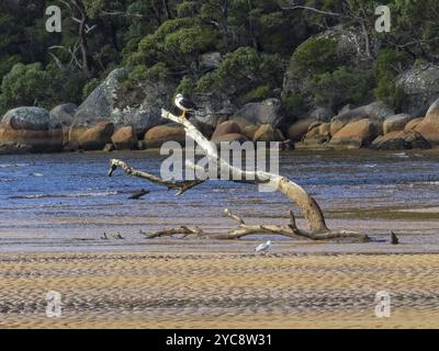 Goélette du Pacifique sur une branche morte à la plage de Sealers Cove, promontoire de Wilsons, Victoria, Australie, Océanie Banque D'Images