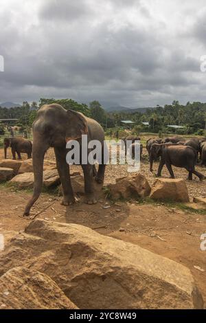 Paysage subtropical sec sur une île. Une famille d'éléphants à l'orée de la forêt au coucher du soleil. Petit troupeau à l'orphelinat d'éléphants, Pinnawela, Sr Banque D'Images