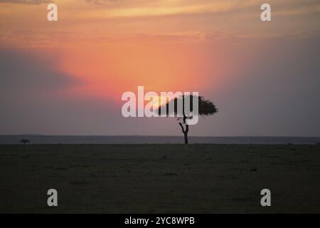 Seul arbre à un coucher de soleil sur le paysage de savane en Afrique Banque D'Images