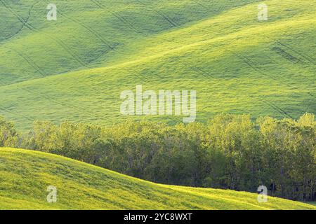 Lignes avec champs et arbres Banque D'Images