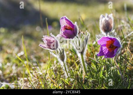 Au début du printemps des fleurs Anémone pulsatille fleurs en fleurs Banque D'Images