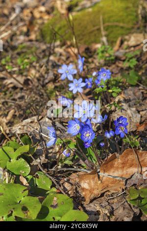 Liverleaf qui fleurissent au début du printemps Banque D'Images