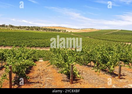 Rangées de vignes, Clare Valley, Australie méridionale, Océanie Banque D'Images