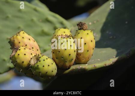 Opuntia, communément appelé barbarie, est un genre de la famille des cactus, Nadur, Malte, Europe Banque D'Images