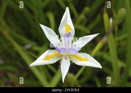 Gouttes de pluie sur un iris de fée (Dietes Grandiflora) Banque D'Images