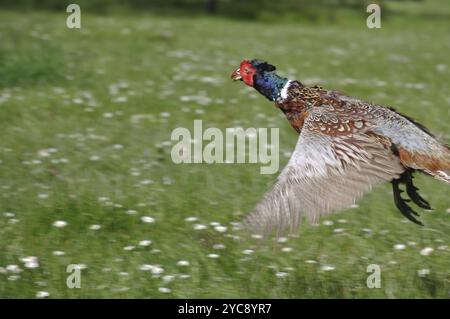 Faisan mâle à col annulaire, Phasianus colchinus, en vol Banque D'Images