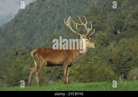 Cerf rouge de cerf de 13 points de 288 SCI, côte ouest, Île du Sud, Nouvelle-Zélande, Océanie Banque D'Images