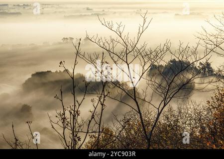 Les branches d'arbres avec l'aube brouillard dans la vallée Banque D'Images