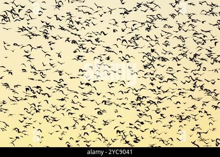 Grande bande d'oiseaux en silhouette contre le ciel du soir Banque D'Images