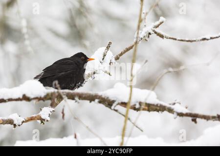 Dans le Blackbird Snowy Woods Banque D'Images