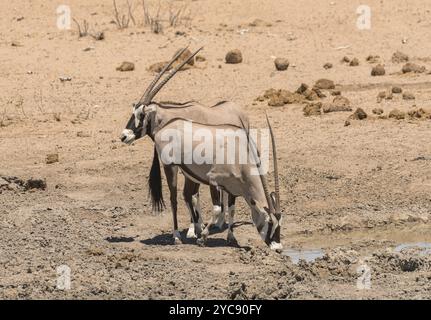 L'antilope d'Oryx se rafraîchit dans le trou d'eau du nord de la Namibie Banque D'Images